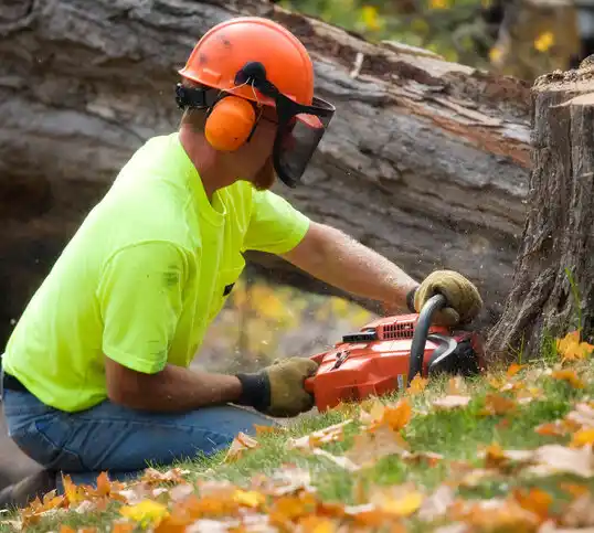 tree services Manorhaven